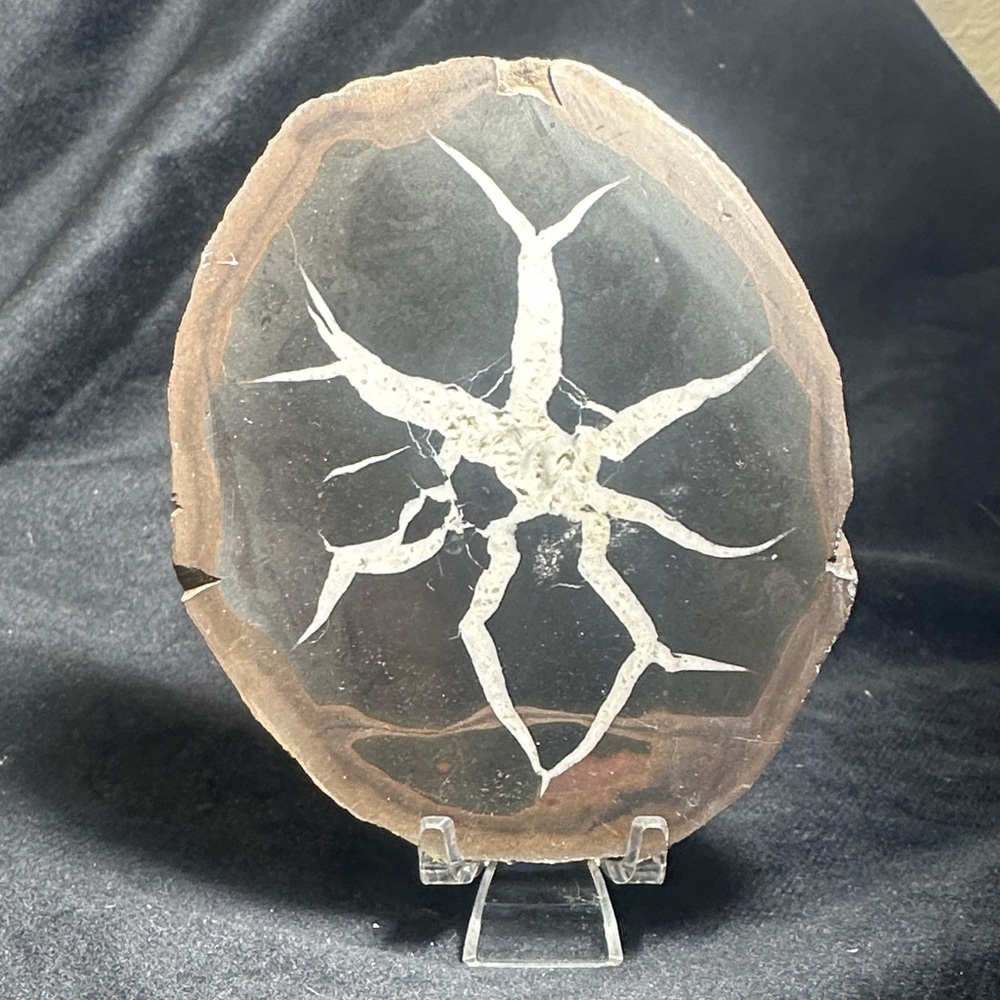 1/2 a Septarian nodule also known as dragon stone this is from Utah